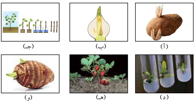 طرائق التكاثر الخضري